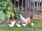 Hollandse krielpatrijs wit, Dieren en Toebehoren, Pluimvee, Geslacht onbekend, Kip
