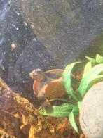 Roodwangbuik schildpad, Dieren en Toebehoren, Schildpad, Tam