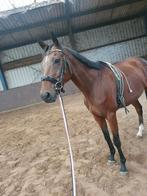 Super lieve ruin, Dieren en Toebehoren, Paarden, Ruin, 3 tot 6 jaar, 160 tot 165 cm, Recreatiepaard