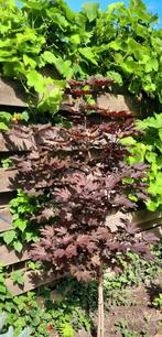 Japanse Esdoorn Acer Rubrum Redpoint, Ophalen, Overige soorten