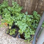 Maggie plant te koop, Ophalen, Volle zon