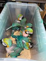 Ara papegaaien baby's blauwkeel en blauwgele, Dieren en Toebehoren, Vogels | Parkieten en Papegaaien, Meerdere dieren, Papegaai