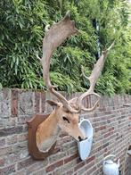 Opgezette kop damhert taxidermy hert gewei jacht curiosa, Verzamelen, Dierenverzamelingen, Ophalen, Hert, Gewei of Kop