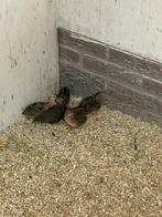 Chinese kwartels  zie omschrijving., Meerdere dieren