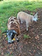 1,5 jarige Bonte ooi, Dieren en Toebehoren, Schapen, Geiten en Varkens, Vrouwelijk, Schaap
