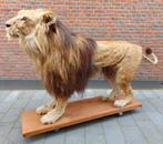 Opgezette mannelijke leeuw taxidermie lion schedel, Verzamelen, Dierenverzamelingen, Wild dier, Opgezet dier, Ophalen
