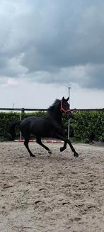 Geweldig bewegende Kwpn'er 3j (toto's Design us), Dieren en Toebehoren, Paarden, B, Gechipt, Dressuurpaard, Hengst