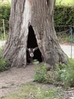 Toggenburger geiten, Dieren en Toebehoren, Vrouwelijk, Geit