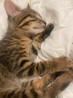 Mooie kittens te koop!, Dieren en Toebehoren, Katten en Kittens | Raskatten | Langhaar, Kater, Ontwormd