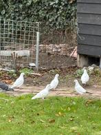 Mooie jonge duiven, Dieren en Toebehoren, Vogels | Duiven, Meerdere dieren, Postduif