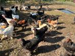 Bramha kippen en hanen, Dieren en Toebehoren, Pluimvee, Meerdere dieren, Kip