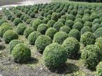mooie Buxus bollen te koop 20cm t/m 90cm al vanaf €5,-, Tuin en Terras, Planten | Tuinplanten, Vaste plant, Ophalen