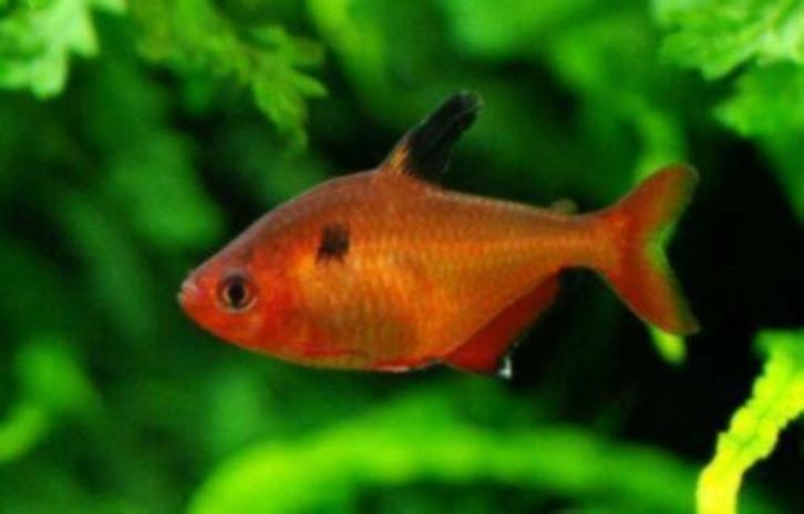 Rode Minor - Hyphessobrycon eques bij Koidreams in Valburg, Dieren en Toebehoren, Vissen | Aquariumvissen, Zoetwatervis, Vis