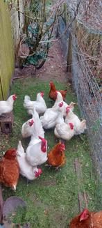 Poule de bresse tekoop, Dieren en Toebehoren, Pluimvee, Vrouwelijk, Kip