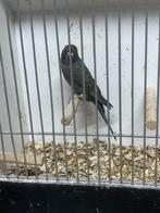 Blackface/Blackwing Parkiet !!, Dieren en Toebehoren, Vogels | Parkieten en Papegaaien, Mannelijk, Parkiet, Geringd