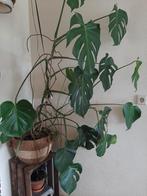 Mooie Monstera Deliciosa, Ophalen