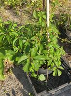 Tuin = Klimplant = Wilde Wingerd - Parthenocissus, Ophalen, Vaste plant, Klimplanten