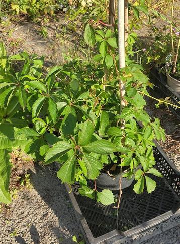 Tuin = Klimplant = Wilde Wingerd - Parthenocissus beschikbaar voor biedingen