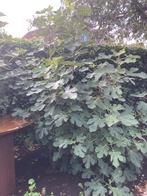 Vijgenboom, Tuin en Terras, Planten | Fruitbomen, Ophalen, 100 tot 250 cm, Vijgenboom, Lente