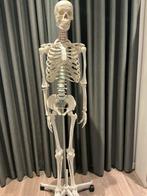 Anatomisch correcte reproductie skelet, kunststof leermodel, Ophalen, Zo goed als nieuw