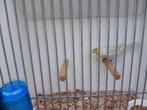 Geel Agaat Opaal Mozaiek, Dieren en Toebehoren, Vogels | Kanaries, Mannelijk, Kleurkanarie