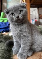 lieve Britse Korthaar kittens, Dieren en Toebehoren, Katten en Kittens | Overige Katten, Kater, Kortharig, 0 tot 2 jaar