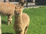 Alpaca hengstveulen 12-06-2023, Dieren en Toebehoren, Schapen, Geiten en Varkens