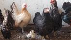 Serama, Dieren en Toebehoren, Pluimvee, Vrouwelijk, Kip