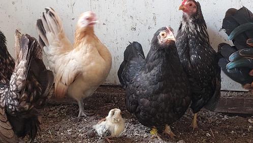 Serama, Dieren en Toebehoren, Pluimvee, Kip, Vrouwelijk