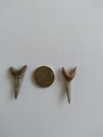 Fossiele haaientanden., Verzamelen, Mineralen en Fossielen, Ophalen of Verzenden, Fossiel