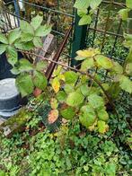 4 stekken van doornloze heerlijke zoete bramenstruik, Ophalen, 100 tot 250 cm, Overige soorten, Lente