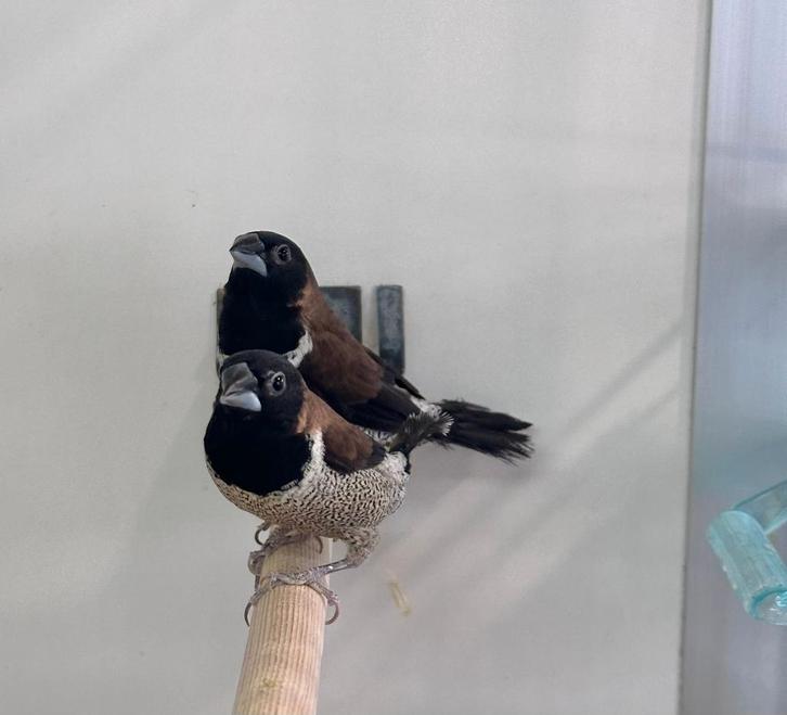 Molukse bronzemannetjes, Dieren en Toebehoren, Vogels | Overige Vogels, Vrouwelijk