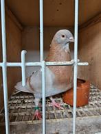 Koppel kroppers, Dieren en Toebehoren, Vogels | Duiven, Meerdere dieren, Kropper