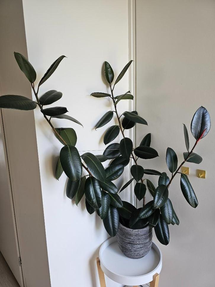 Ficus elastica plant inclusief pot keramiek steen, Huis en Inrichting, Kamerplanten, Ficus, Minder dan 100 cm, Halfschaduw, Ophalen