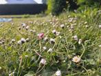Madeliefjes 10 plantjes, Ophalen, Bodembedekkers, Volle zon, Eenjarig