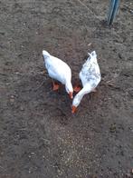 Pluimvee ganzen, Dieren en Toebehoren, Pluimvee, Meerdere dieren, Gans of Zwaan