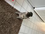 Lieve Poes van 2 jaar oud Gratis op te halen 2, Dieren en Toebehoren, Poes, Ontwormd, 0 tot 2 jaar