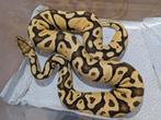 Python regius - Koningspython - Pastel Fire, Slang