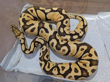 Python regius - Koningspython - Pastel Fire beschikbaar voor biedingen