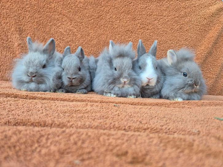 Lieve kleurdwerg konijntjes loffelohr leeuwenkop klein mini, Dieren en Toebehoren, Konijnen, Dwerg, Meerdere dieren, 0 tot 2 jaar