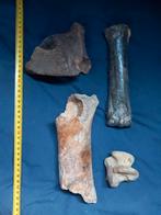 Fossielen botten ijstijd, Verzamelen, Mineralen en Fossielen, Ophalen of Verzenden, Fossiel