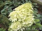 Te koop mooie pluim hortensia limelight, Tuin en Terras, Planten | Tuinplanten, Ophalen of Verzenden, Zomer, Vaste plant, Overige soorten