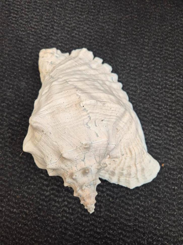 Aliger Gigas Koninginnen Schelp, Verzamelen, Mineralen en Fossielen, Schelp(en), Ophalen