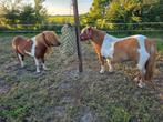 Waarschijnlijk drachtige shetland merrie, Merrie, A pony (tot 1.17m), 11 jaar of ouder