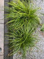Carex irisch green - Japanse zegge  P9, Vaste plant, Siergrassen, Ophalen of Verzenden, Bloeit niet