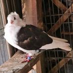 Duiven man te koop, Dieren en Toebehoren, Vogels | Duiven, Mannelijk, Overige soorten