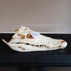 Krokodillenschedel - Siamensis schedel., Verzamelen, Dierenverzamelingen, Ophalen of Verzenden, Nieuw, Reptiel of Amfibie, Schedel