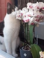 europese korthaar ter overname., Kater