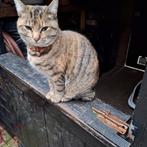 Grijs/bruin gestreept poesje  en rood katertje