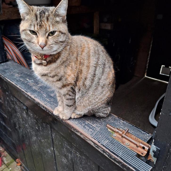Grijs/bruin gestreept poesje  en rood katertje, Dieren en Toebehoren, Katten en Kittens | Raskatten | Korthaar